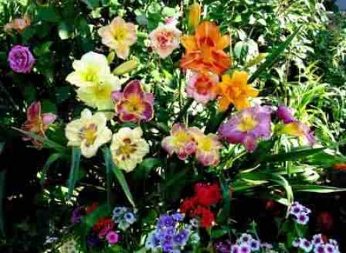 Как правильно готовить лилейник к зиме. Как правильно подготовить лилейники к зиме 01