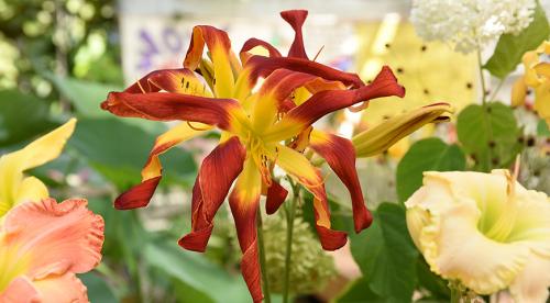 Как правильно готовить лилейник к зиме. Как правильно подготовить лилейники к зиме 13