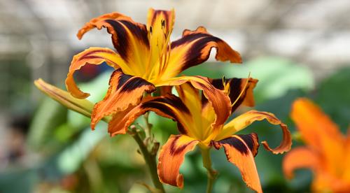 Как правильно готовить лилейник к зиме. Как правильно подготовить лилейники к зиме 12