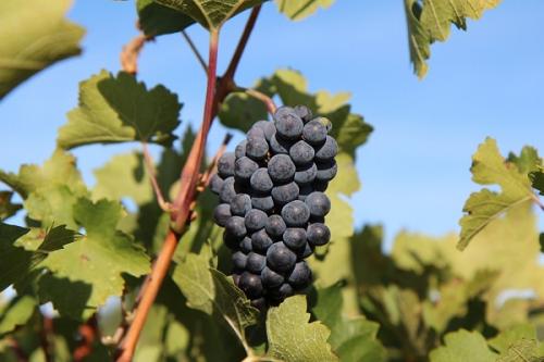 Какие растения могут мешать уборке винограда. Соседи винограда, что сажать рядом