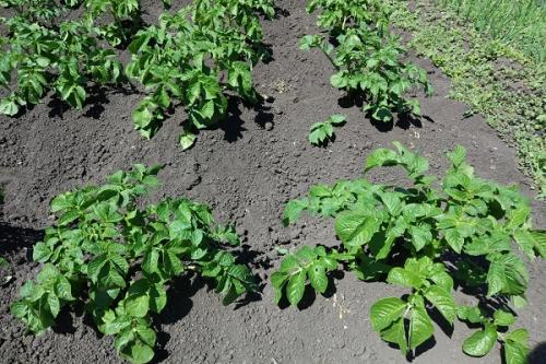 Что такое хорошие и враждебные соседи для виноградной лозы. Соседи винограда, что сажать рядом