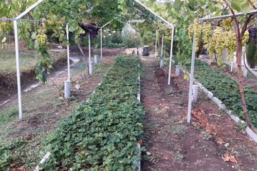 Что такое хорошие и враждебные соседи для виноградной лозы. Соседи винограда, что сажать рядом