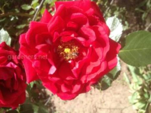 Какие растения могут мешать проведению агротехнических мероприятий. Влияние природных условий и агротехнических мероприятий на увеличение ресурсов нектара