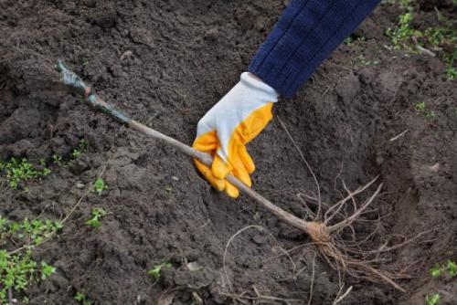 Какие растения могут мешать уборке урожая винограда. Прежде чем пустить корни