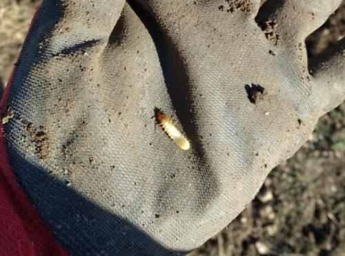 Влияние насаждения урожая на саженцах винограда на его рост и развитие 01