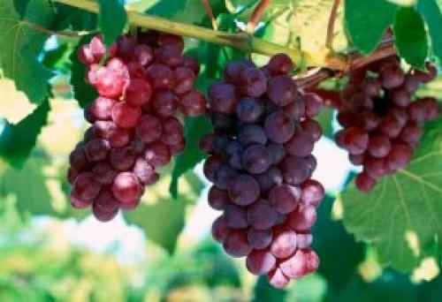 Как будет влиять избыток винограда на экономику региона. История виноградарства в России