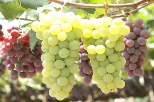 Что такое хорошие и враждебные соседи для виноградной лозы. Соседи винограда, что сажать рядом