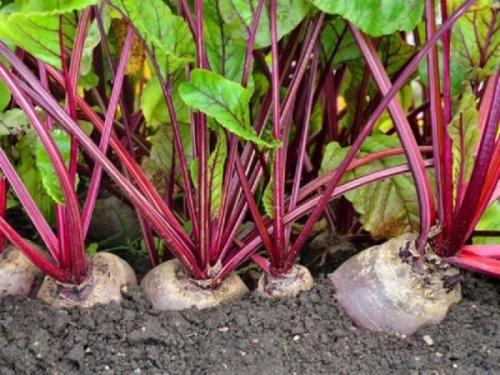 Какие растения могут мешать уборке винограда. Соседи винограда, что сажать рядом