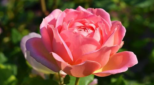 Лучшие сорта черных роз. Черные розы 04