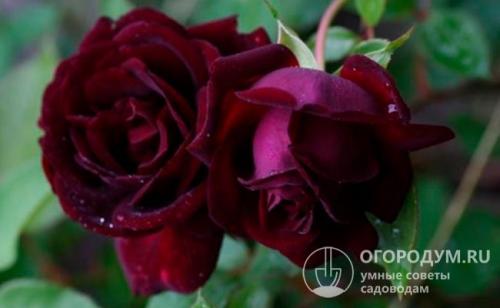 Черная роза цветок. История выведения