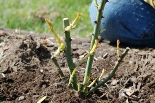 Зелено розовые розы. Как правильно высаживать зелёную розу