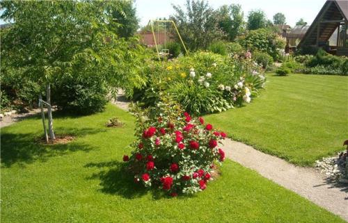 Лучшие сорта роз 2020. Описание и особенности сорта Чёрная Магия (Black Magic)