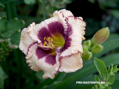 Какие особенности изысканного лилейника на клумбе отличают его от других видов клумб