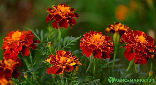 Какие растения лучше высаживать в саду в августе для привлечения насекомых