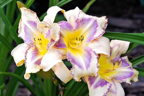 Какие особенности изысканного лилейника на клумбе отличают его от других видов клумб