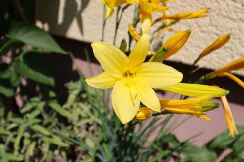 Какие особенности изысканного лилейника на клумбе отличают его от других видов клумб