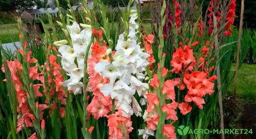 Какие растения лучше высаживать в саду в августе для привлечения насекомых