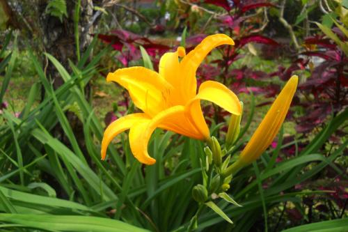 Какие особенности изысканного лилейника на клумбе отличают его от других видов клумб