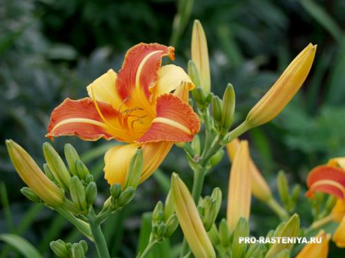 Какие особенности изысканного лилейника на клумбе отличают его от других видов клумб