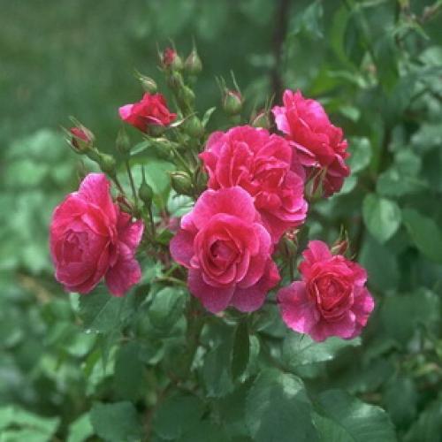 Разновидности и сорта цветка роза. Разновидность садовых роз: виды и сорта с фото 01