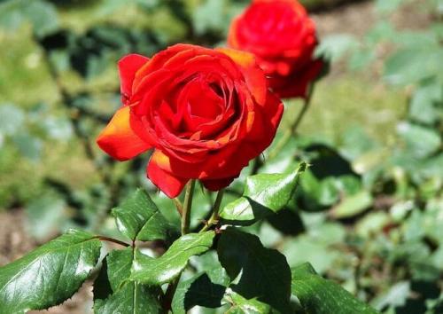 Самые зимостойкие сорта роз. Какие сорта роз самые неприхотливые и зимостойкие