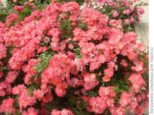 Неукрывные почвопокровные розы. Почвопокровные розы: их достоинства и недостатки