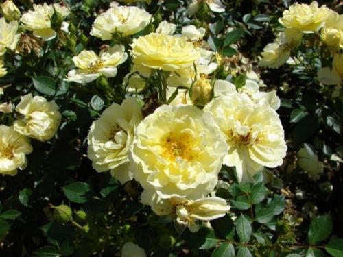 Самые зимостойкие сорта роз. Какие сорта роз самые неприхотливые и зимостойкие