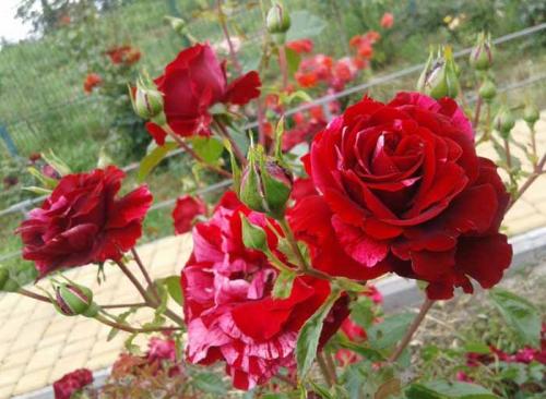 Самые зимостойкие канадские розы. Самые красивые, эффектные сорта канадских роз