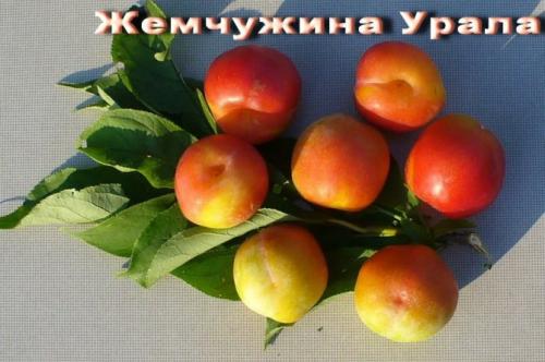 Сорта самоплодных слив для Урала. Разнообразие и характеристика сортов сливы для Урала