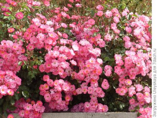 Неукрывные почвопокровные розы. Почвопокровные розы: их достоинства и недостатки