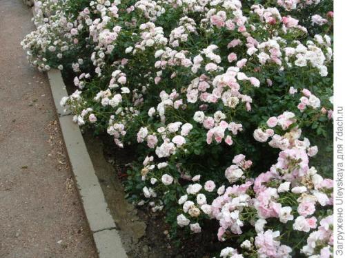 Неукрывные почвопокровные розы. Почвопокровные розы: их достоинства и недостатки