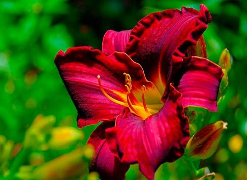 Как укрывать лилейники после посадки