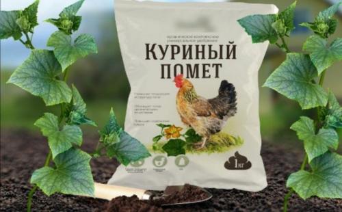 Какой навоз лучше для огурцов
