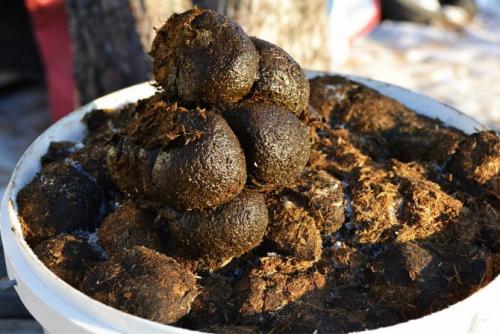 Какой навоз лучше для огурцов