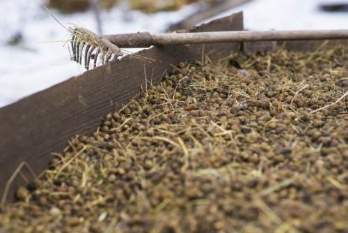 Какой навоз лучше для огурцов