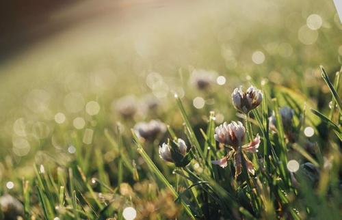 Клевер ползучий: описание. Описание и фото клевера ползучего