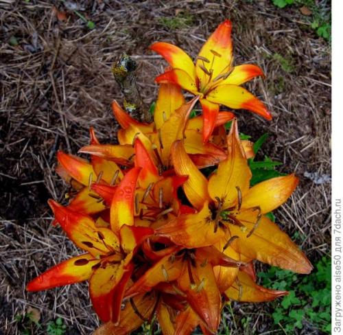 Как защитить лилию от вредителей и болезней. Эффективные методы борьбы с вредителями и болезнями лилий