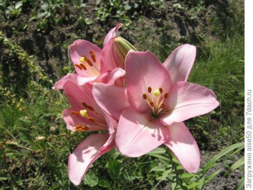 Как защитить лилию от вредителей и болезней. Эффективные методы борьбы с вредителями и болезнями лилий