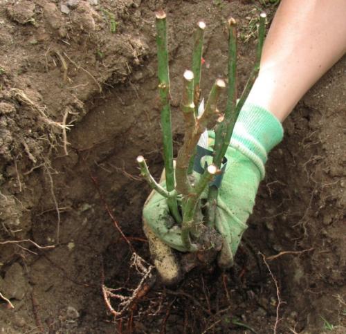 Саженцы роз уход. Английские розы посадка, саженцы