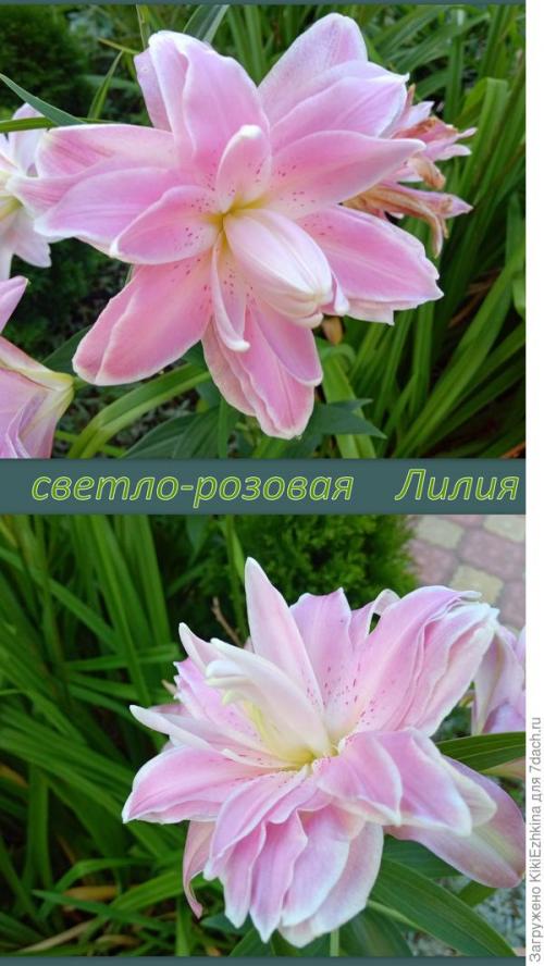 Как выбрать место для посадки лилий, учитывая сезон