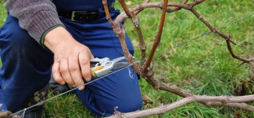 Какие ошибки при обрезке винограда чаще всего встречаются. Самые распространенные ошибки при обрезке винограда