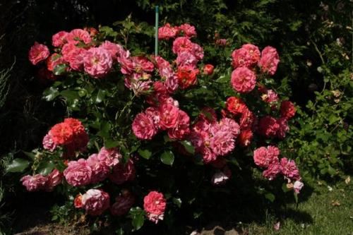 Розы Кордес, что это. Розы Кордеса: неприхотливость и надежность