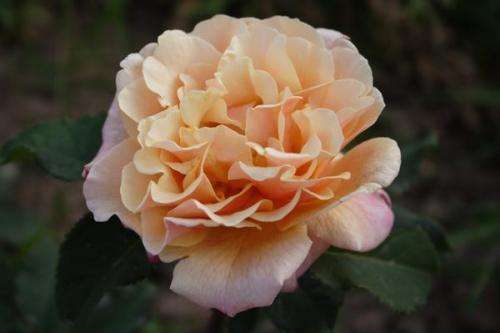 Розы Кордес, что это. Розы Кордеса: неприхотливость и надежность