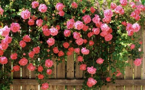 Виды роз для букетов. Розы (39 фото): Сорта роз с фото и названиями сорта