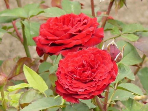 Самые красивые сорта роз. Сорта бордюрных роз