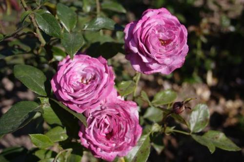 Розы Кордес, что это. Розы Кордеса: неприхотливость и надежность