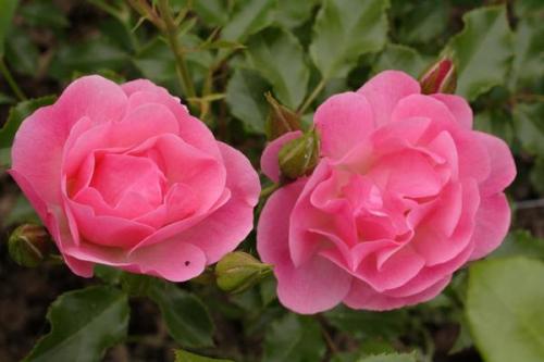 Розы Кордес, что это. Розы Кордеса: неприхотливость и надежность