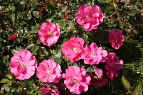 Розы Кордес, что это. Розы Кордеса: неприхотливость и надежность