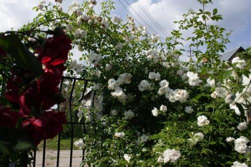 Розы Кордес, что это. Розы Кордеса: неприхотливость и надежность