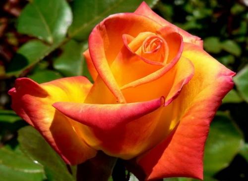 Виды роз для букетов. Розы (39 фото): Сорта роз с фото и названиями сорта